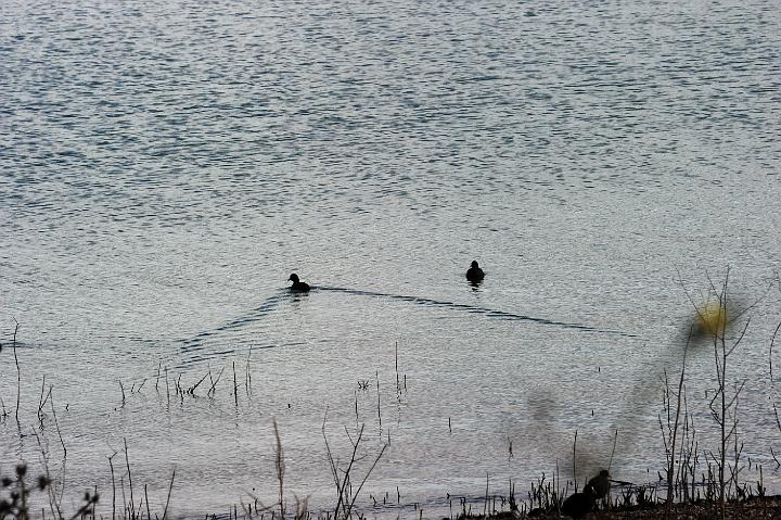 Biviere di Lentini 23.1.2011 (223).jpg